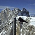 Dachstein Dohlen