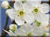 Bachblüte Cherry Plum