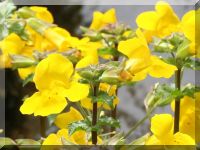 Bachblüte Mimulus