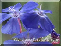 Bachblüten und Schüßlersalze